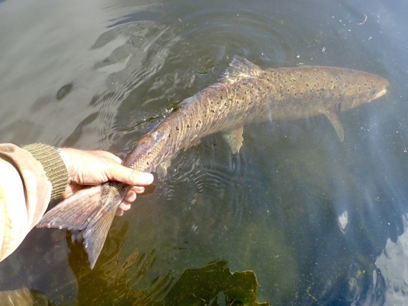 A 12lb salmon caught by Philip Batty from the Neck of the Rectory on the 1st August